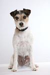 Parson Russell Terrier