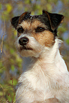 Parson Russell Terrier