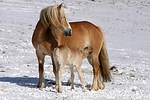 Haflinger / haflinger horses