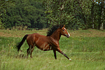 Deutscher Reitpony Hengst / pony stallion