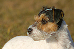 Parson Russell Terrier