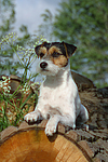 Parson Russell Terrier