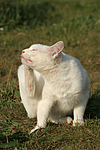 Hauskatze / domestic cat