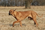 Rhodesian Ridgeback