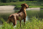 Rhodesian Ridgeback