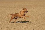 Rhodesian Ridgeback