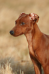 Rehpinscher / miniature pinscher