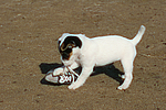 Parson Russell Terrier Welpe / parson russell terrier puppy