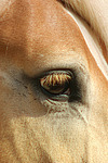 Haflinger Auge / haflinger horse eye