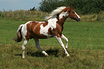 Pinto Hengst / pinto stallion