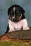 Jack Russell Terrier Welpe / jack russell terrier puppy