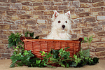 West Highland White Terrier Welpe / West Highland White Terrier Puppy