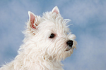 West Highland White Terrier Welpe / West Highland White Terrier Puppy