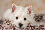 liegender West Highland White Terrier Welpe / lying West Highland White Terrier Puppy