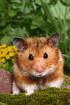 Goldhamster / golden hamster