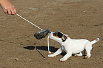 Parson Russell Terrier Welpe / parson russell terrier puppy