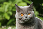 Britisch Kurzhaar / british shorthair