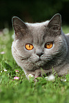 Britisch Kurzhaar / british shorthair