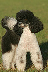 Zwergpudel / toy poodle