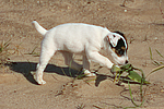 Parson Russell Terrier Welpe / parson russell terrier puppy