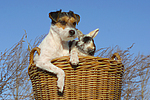 Parson Russell Terrier und Zwergkaninchen / prt and dwarf rabbit