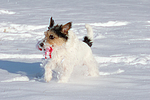 Parson Russell Terrier spielt im Schnee / PRT playing in snow