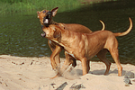 Rhodesian Ridgebacks