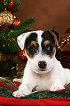 Parson Russell Terrier Welpe zu Weihnachten / PRT puppy at christmas