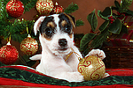 Parson Russell Terrier Welpe zu Weihnachten / PRT puppy at christmas