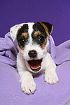 Parson Russell Terrier Welpe / parson russell terrier puppy