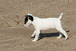 Parson Russell Terrier Welpe / parson russell terrier puppy