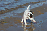 Parson Russell Terrier Welpe / parson russell terrier puppy