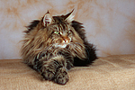 Maine Coon