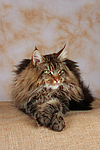 Maine Coon