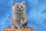 sitzendes Britisch Kurzhaar Kätzchen / sitting british shorthair kitten