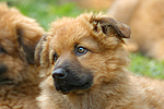 Harzer Fuchs Welpe / Harzer Fuchs puppy