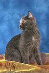 sitzende Britisch Kurzhaar / sitting british shorthair