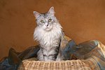 sitzende Maine Coon / sitting Maine Coon