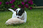 Parson Russell Terrier Welpe / parson russell terrier puppy