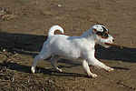 Parson Russell Terrier Welpe / parson russell terrier puppy