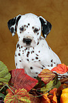 Dalmatiner Welpe / dalmatian puppy