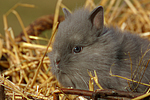 Löwenköpfchen / lion-headed bunny