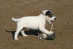 Parson Russell Terrier Welpe / parson russell terrier puppy