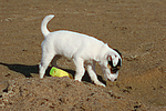 Parson Russell Terrier Welpe / parson russell terrier puppy