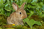 junges Zwergkaninchen / young dwarf rabbit