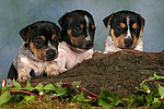 Jack Russell Terrier Welpen / jack russell terrier puppies