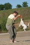 Frau spielt mit Parson Russell Terrier / woman plays with PRT