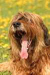 Briard / berger de brie