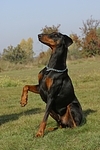 Dobermann / doberman pinscher