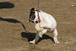 Parson Russell Terrier Welpe / parson russell terrier puppy